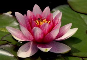 lotusbloem betekenis