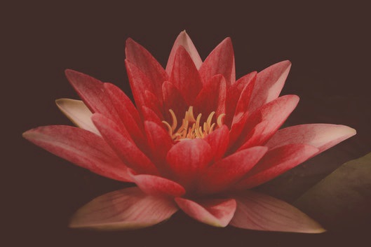 lotus plant rood
